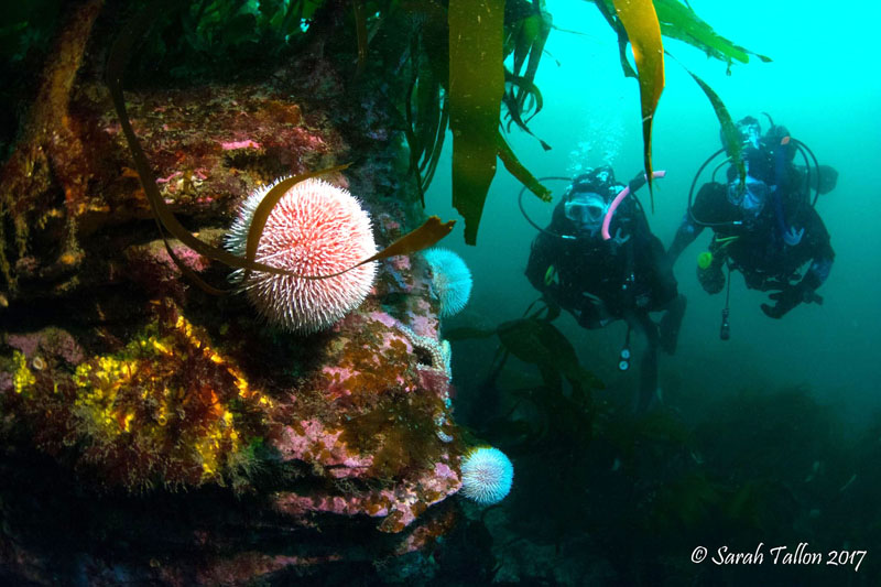 Sea urchins on reef with two divers