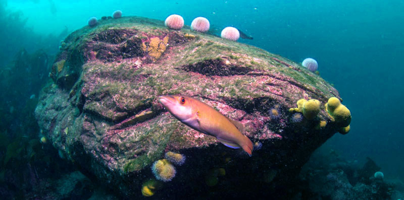 Large boulder with common sea urchins and female cuckoo wrasse